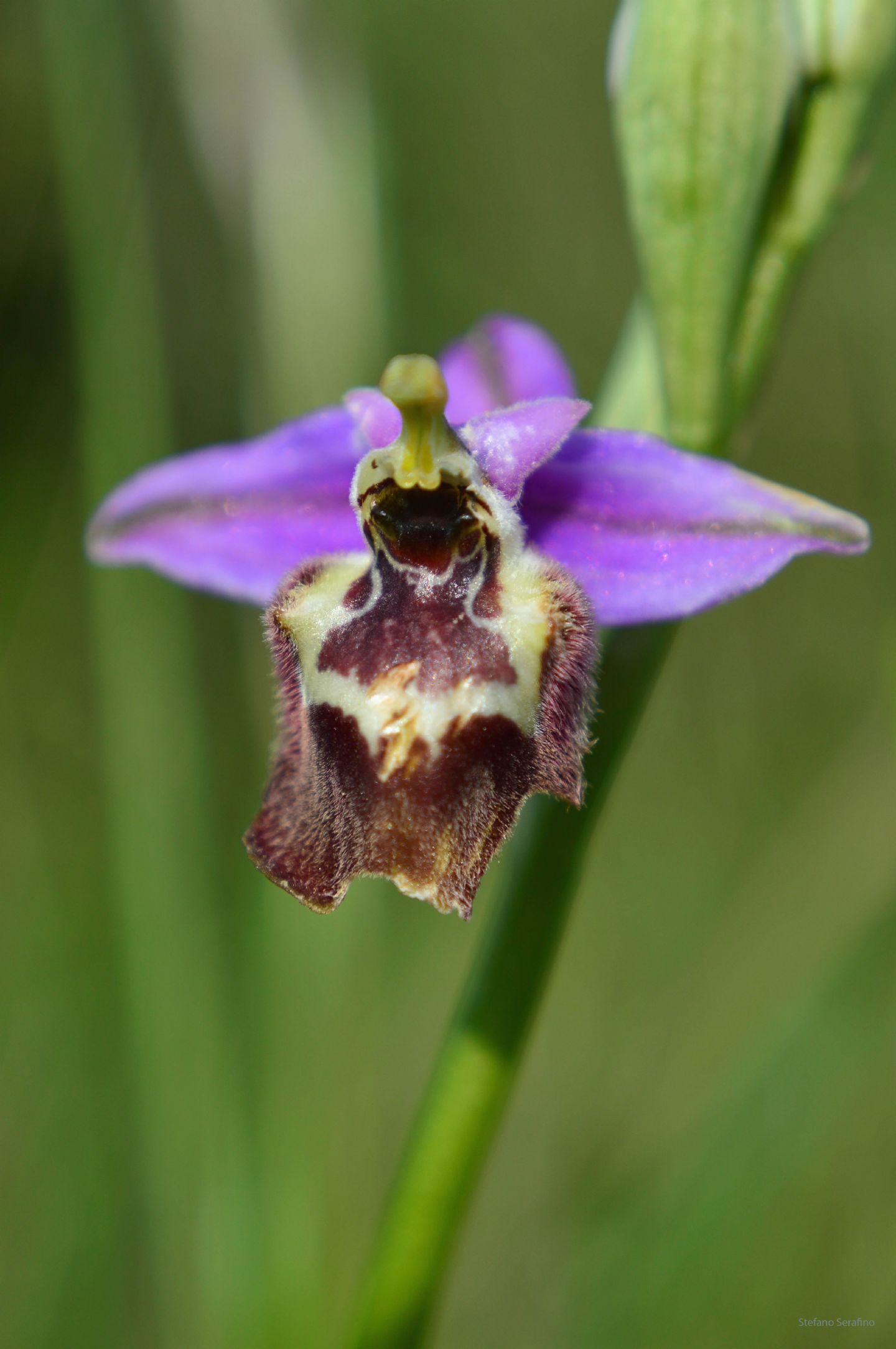 Ophrys da determinare